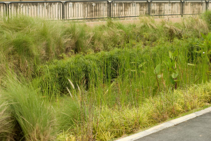 Rain gardens provide an effective stormwater management tool.
